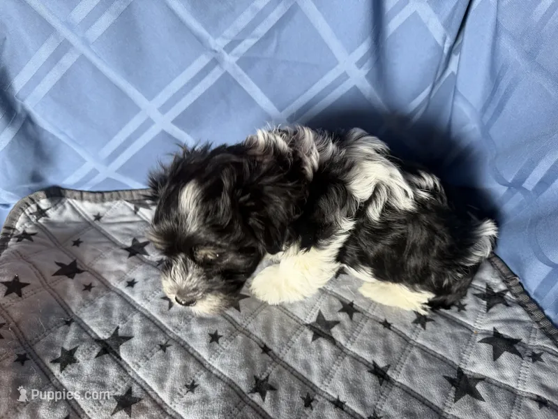 Boy – Havanese puppy for sale in Twin Falls, ID