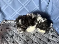 Boy, a male Havanese for sale in Twin Falls, ID – 1 of 7
