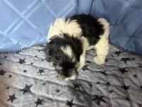 Little Girl, a female Havanese for sale in Twin Falls, ID – 3 of 4