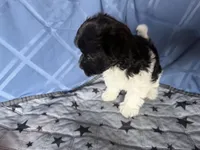 Medium Girl, a female Havanese for sale in Twin Falls, ID – 4 of 5