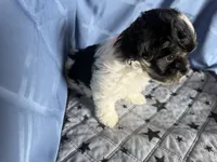 Little Girl, a female Havanese for sale in Twin Falls, ID – 4 of 4