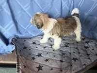 Brown girl, a female Havanese for sale in Twin Falls, ID – 3 of 4