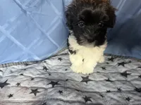 Medium Girl, a female Havanese for sale in Twin Falls, ID – 2 of 5