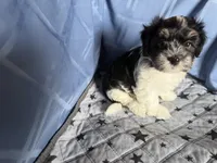 Boy, a male Havanese for sale in Twin Falls, ID – 5 of 7