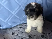 Little Girl, a female Havanese for sale in Twin Falls, ID – 2 of 4