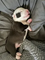 Tanker, a male American Bully for sale in Portland, OR – 4 of 6