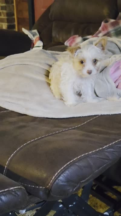 Copper, a male Yorkshire Terrier for sale in West Plains, MO – 9 of 9