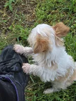 Copper, a male Yorkshire Terrier for sale in West Plains, MO – 3 of 7