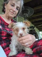 Copper, a male Yorkshire Terrier for sale in West Plains, MO – 8 of 9