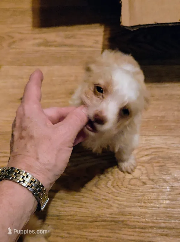Copper – Yorkshire Terrier puppy for sale in West Plains, MO