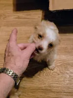 Copper, a male Yorkshire Terrier for sale in West Plains, MO – 1 of 7