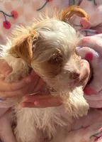 Copper, a male Yorkshire Terrier for sale in West Plains, MO – 4 of 9
