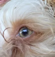 Copper, a male Yorkshire Terrier for sale in West Plains, MO – 2 of 9