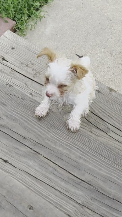 Copper, a male Yorkshire Terrier for sale in West Plains, MO – 6 of 7