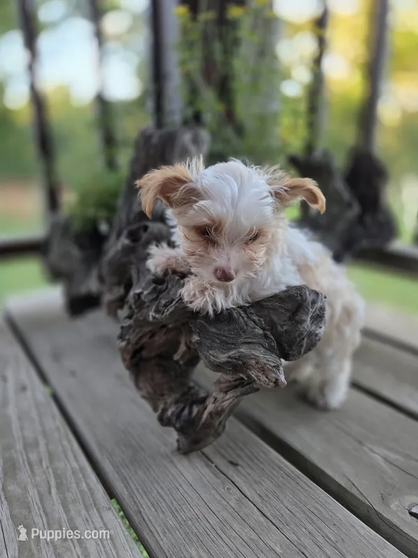 Copper – Yorkshire Terrier puppy for sale in West Plains, MO