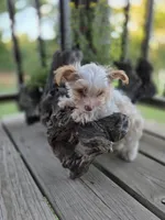 Copper, a male Yorkshire Terrier for sale in West Plains, MO – 3 of 9