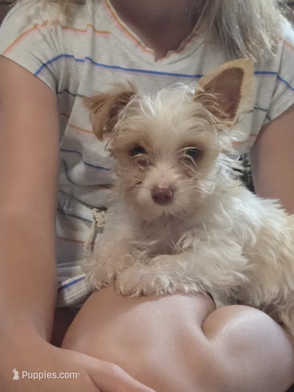 Copper – Yorkshire Terrier puppy for sale in West Plains, MO
