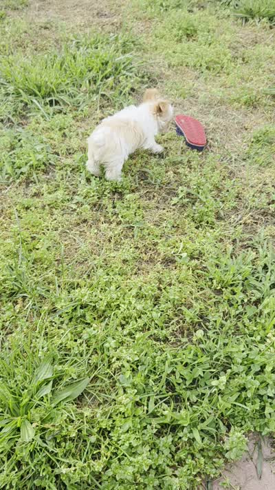 Copper, a male Yorkshire Terrier for sale in West Plains, MO – 7 of 7