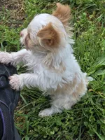 Copper, a male Yorkshire Terrier for sale in West Plains, MO – 2 of 7