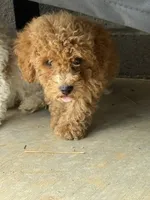 Mocha , a male Poodle - Toy  for sale in Munfordville, KY – 8 of 10