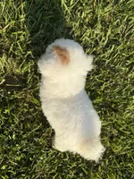Emmy, a female Poodle - Toy  for sale in Munfordville, KY – 6 of 9