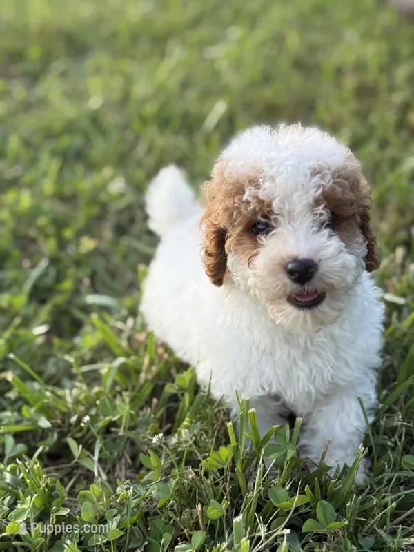 Lonestar – Poodle - Toy  puppy for sale in Munfordville, KY