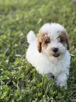 Lonestar, a male Poodle - Toy  for sale in Munfordville, KY – 1 of 7
