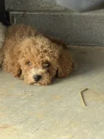Mocha , a male Poodle - Toy  for sale in Munfordville, KY – 5 of 10