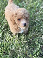Mocha , a male Poodle - Toy  for sale in Munfordville, KY – 10 of 10