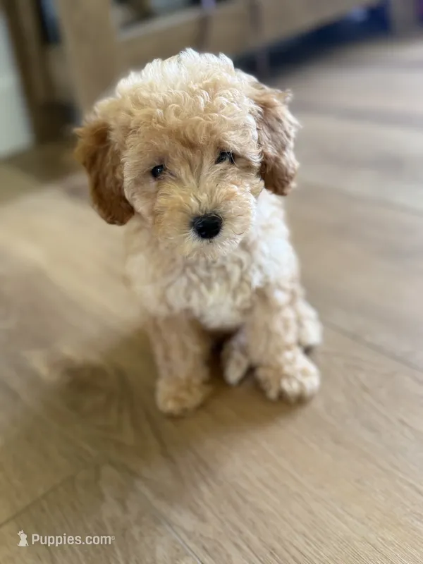 Honey  – Poodle - Toy  puppy for sale in Munfordville, KY