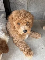 Mocha , a male Poodle - Toy  for sale in Munfordville, KY – 6 of 10