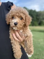 Mocha , a male Poodle - Toy  for sale in Munfordville, KY – 7 of 10