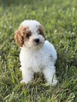 Lonestar, a male Poodle - Toy  for sale in Munfordville, KY – 5 of 7