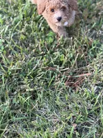 Mocha , a male Poodle - Toy  for sale in Munfordville, KY – 9 of 10