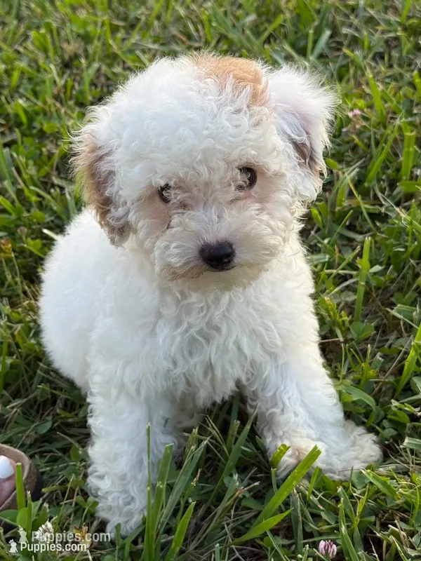 Emmy – Poodle - Toy  puppy for sale in Munfordville, KY