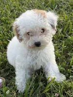 Emmy, a female Poodle - Toy  for sale in Munfordville, KY – 2 of 9