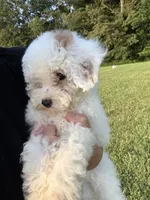 Emmy, a female Poodle - Toy  for sale in Munfordville, KY – 4 of 9