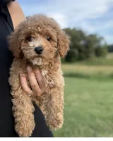 Mocha , a male Poodle - Toy  for sale in Munfordville, KY – 1 of 10