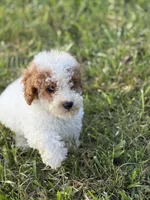 Lonestar, a male Poodle - Toy  for sale in Munfordville, KY – 2 of 7