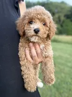Mocha , a male Poodle - Toy  for sale in Munfordville, KY – 2 of 10