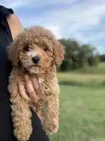 Mocha , a male Poodle - Toy  for sale in Munfordville, KY – 4 of 10