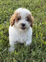 Lonestar, a male Poodle - Toy  for sale in Munfordville, KY – 3 of 7