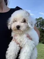 Emmy, a female Poodle - Toy  for sale in Munfordville, KY – 5 of 9