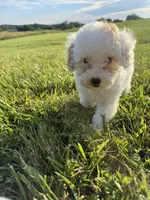 Emmy, a female Poodle - Toy  for sale in Munfordville, KY – 7 of 9
