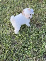 Emmy, a female Poodle - Toy  for sale in Munfordville, KY – 3 of 9