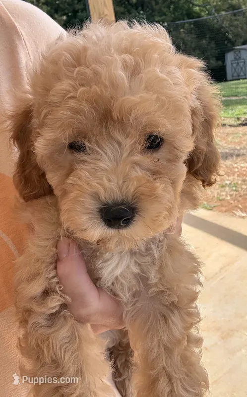 Honey  – Poodle - Toy  puppy for sale in Munfordville, KY