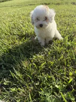 Emmy, a female Poodle - Toy  for sale in Munfordville, KY – 9 of 9