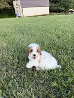Lonestar, a male Poodle - Toy  for sale in Munfordville, KY – 6 of 7