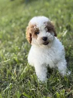 Lonestar, a male Poodle - Toy  for sale in Munfordville, KY – 4 of 7