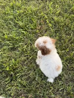 Lonestar, a male Poodle - Toy  for sale in Munfordville, KY – 7 of 7